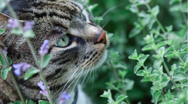 Названы 7 садовых растений, которые действительно защищают от комаров