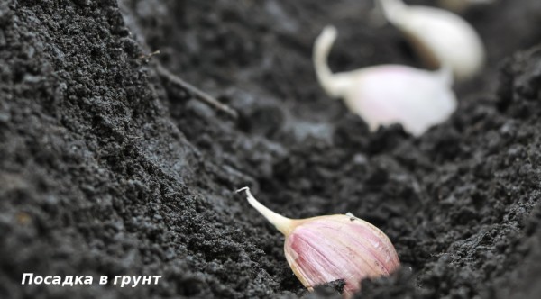 Опытные дачники подсказали, что посадить в августе-сентябре в цветнике и в огороде