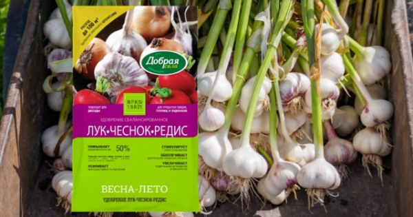 Когда убирать чеснок — сроки и признаки зрелости