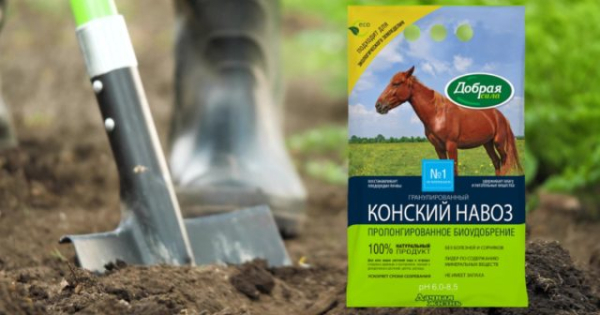 Когда убирать чеснок — сроки и признаки зрелости