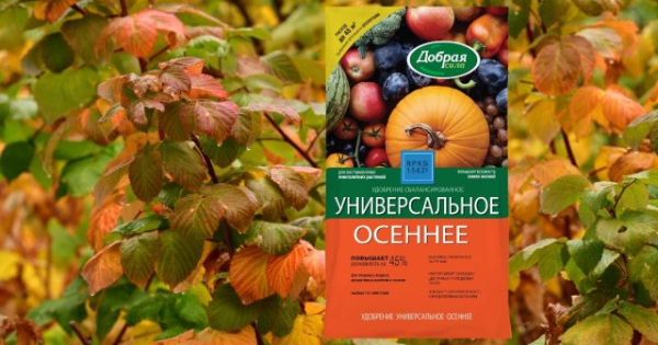 Простые правила ухода за малиной осенью — подготовка к будущему сезону