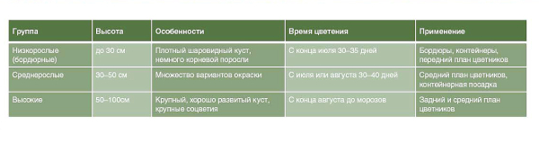 Хризантема - принцесса в осеннем цветнике