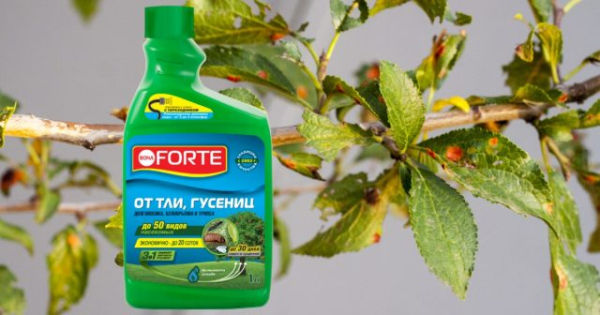 Как подготовить плодовые деревья к зиме