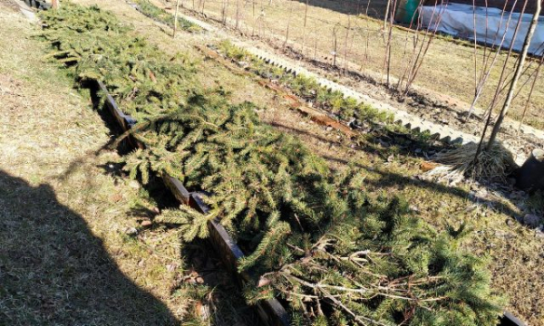 Уход за клубникой осенью — все важные работы шаг за шагом
