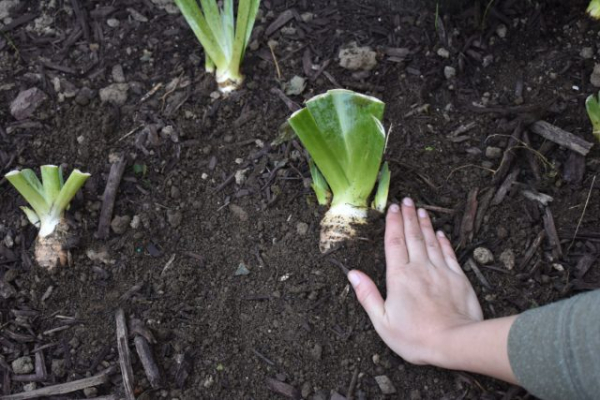 Что вы могли не знать о зимовке растений — создаем идеальные условия Что вы могли не знать о зимовке растений — создаем идеальные условия