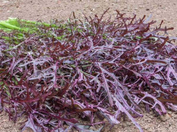 Неочевидная осенняя зелень — рецепты вкусных заготовок на зиму Неочевидная осенняя зелень — рецепты вкусных заготовок на зиму