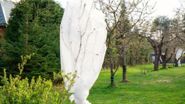 Что вы могли не знать о зимовке растений — создаем идеальные условия Что вы могли не знать о зимовке растений — создаем идеальные условия