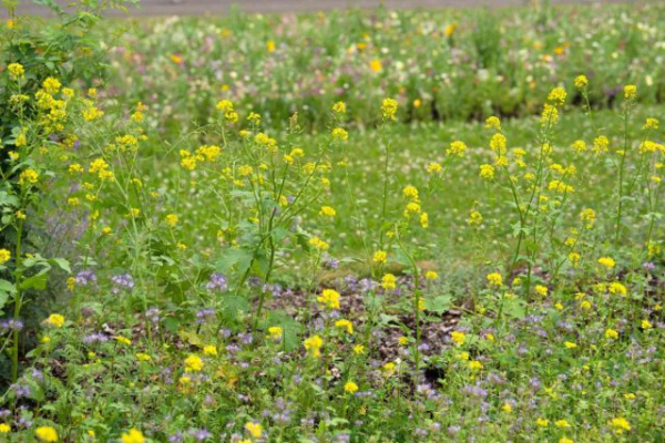 Возвращаем почве плодородие, или Как подготовить огород к весне Возвращаем почве плодородие, или Как подготовить огород к весне