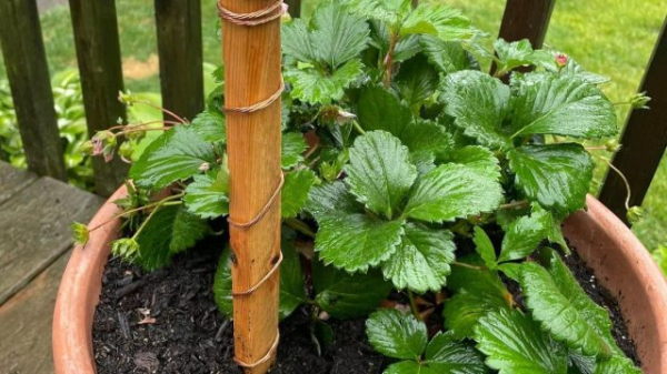 Зачем бить растения током, или Что такое электрокультура?