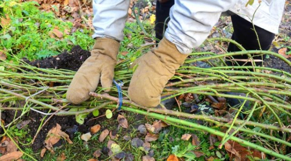 Что вы могли не знать о зимовке растений — создаем идеальные условия Что вы могли не знать о зимовке растений — создаем идеальные условия
