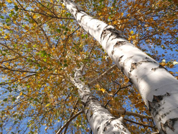 Посадить эти деревья — большая ошибка, которая дорого обойдется Посадить эти деревья — большая ошибка, которая дорого обойдется