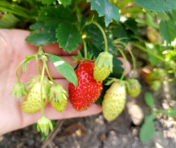 Земклуника — ягода, которая удивляет. Какие сорта вырастить?