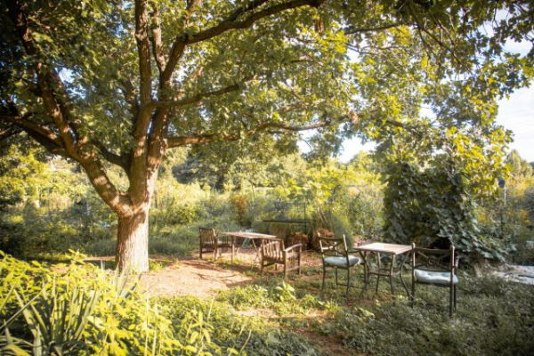 Посадить эти деревья — большая ошибка, которая дорого обойдется Посадить эти деревья — большая ошибка, которая дорого обойдется