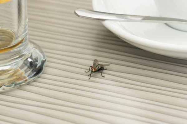 Как защитить дом и постройки на даче от нашествия насекомых