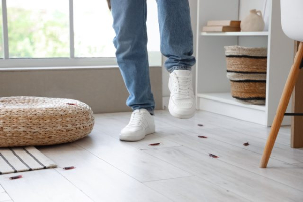 Как защитить дом и постройки на даче от нашествия насекомых