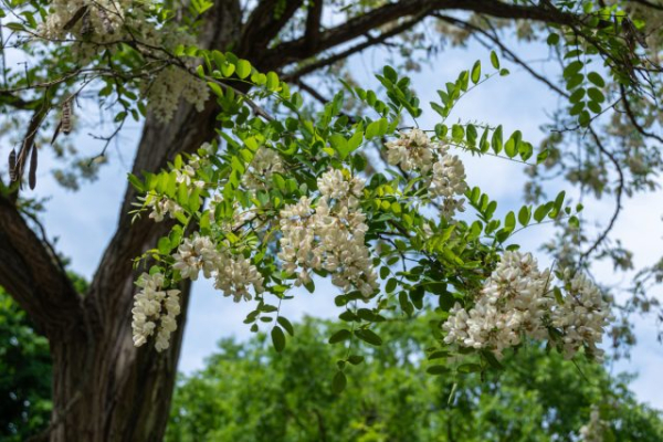 Посадить эти деревья — большая ошибка, которая дорого обойдется Посадить эти деревья — большая ошибка, которая дорого обойдется