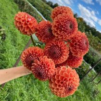 6 «бабушкиных» цветов, за которыми снова охотятся все цветоводы 6 «бабушкиных» цветов, за которыми снова охотятся все цветоводы