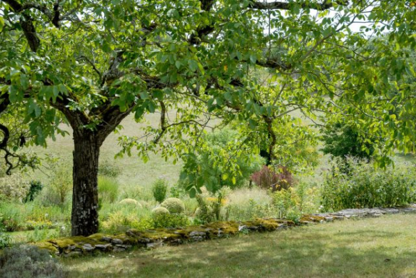 Посадить эти деревья — большая ошибка, которая дорого обойдется Посадить эти деревья — большая ошибка, которая дорого обойдется