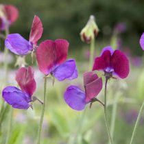 6 «бабушкиных» цветов, за которыми снова охотятся все цветоводы 6 «бабушкиных» цветов, за которыми снова охотятся все цветоводы