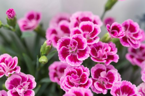 6 «бабушкиных» цветов, за которыми снова охотятся все цветоводы 6 «бабушкиных» цветов, за которыми снова охотятся все цветоводы