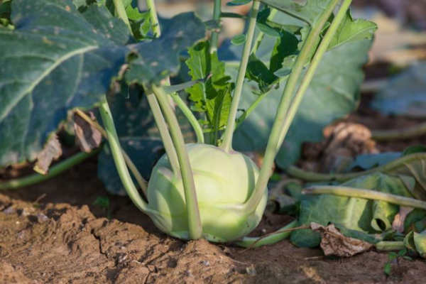 9 овощей, которые редко сажают, а зря — растут легче лёгкого 9 овощей, которые редко сажают, а зря — растут легче лёгкого