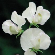 6 «бабушкиных» цветов, за которыми снова охотятся все цветоводы 6 «бабушкиных» цветов, за которыми снова охотятся все цветоводы